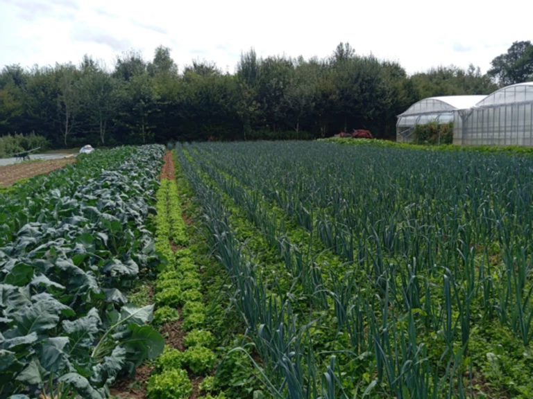 Cinq bonnes raisons de choisir les maraîchers de l'Auberdière ?! - Les Maraîchers de l'Auberdière