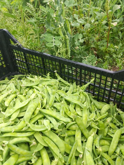 Les pois gourmands ! - Au Jardin du Bonheur