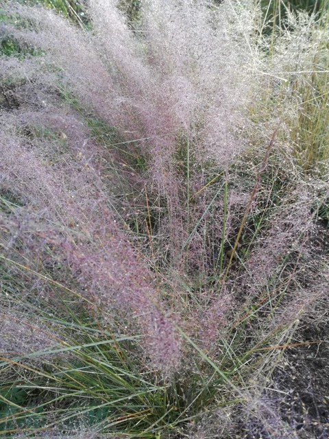 PEPINIERE DE FLEUR EN FLEUR