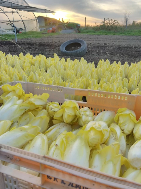 Récolte d'endives au coucher du soleil - Au Jardin du Bonheur
