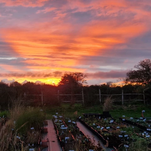 PEPINIERE DE FLEUR EN FLEUR