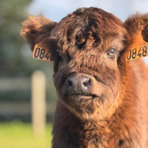 Le Marché des Gônes