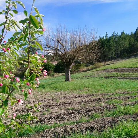 Graine d'Hirondelle
