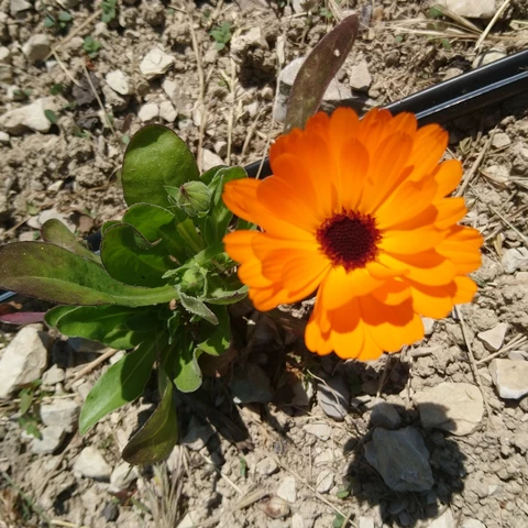 Graine d'Hirondelle