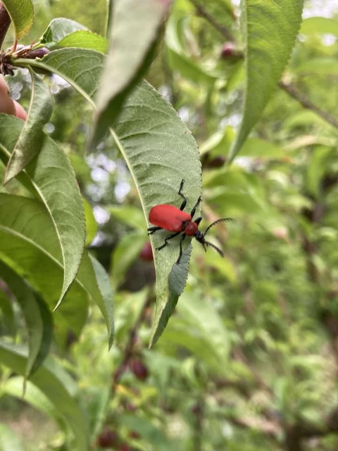 LES VERGERS DE SAUVAGNAS