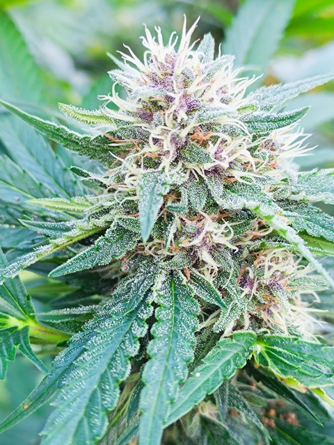 Biscanna 40