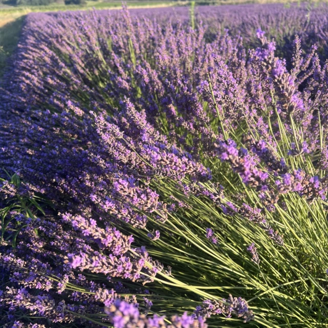 Galerie - Domaine de Reverchon  La Ferme Reverchon 