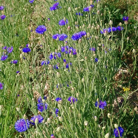Graine d'Hirondelle