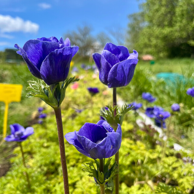 Galerie - Ferme florale de la Galagère