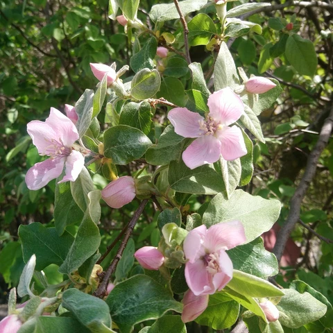 Graine d'Hirondelle