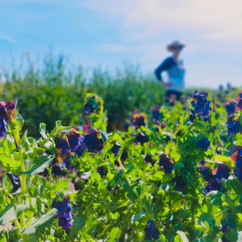 Ferme florale du Salabert