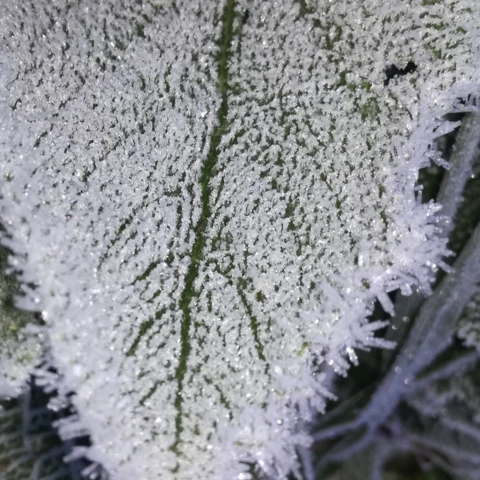 PEPINIERE DE FLEUR EN FLEUR