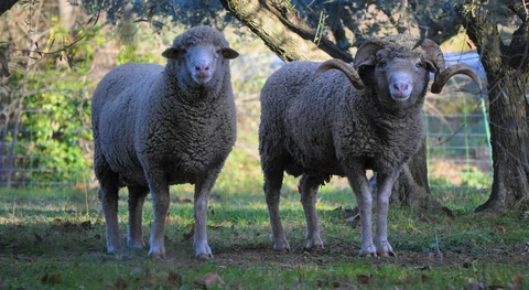 GAEC l'agneau du gardon