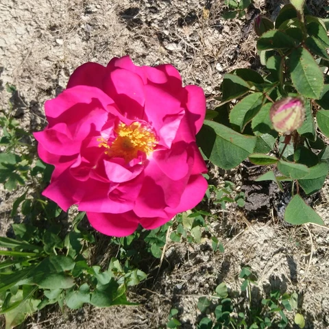 Graine d'Hirondelle