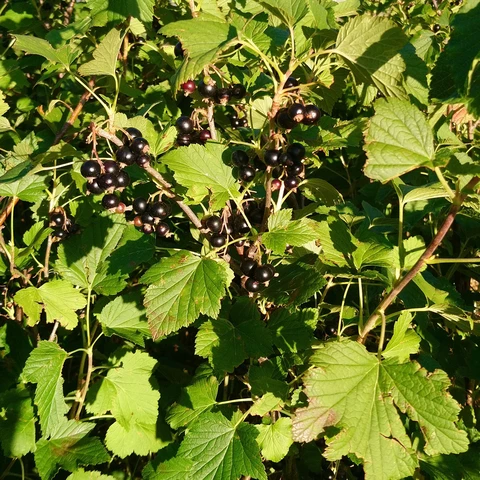 Graine d'Hirondelle