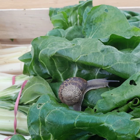 Ferme des Annélides