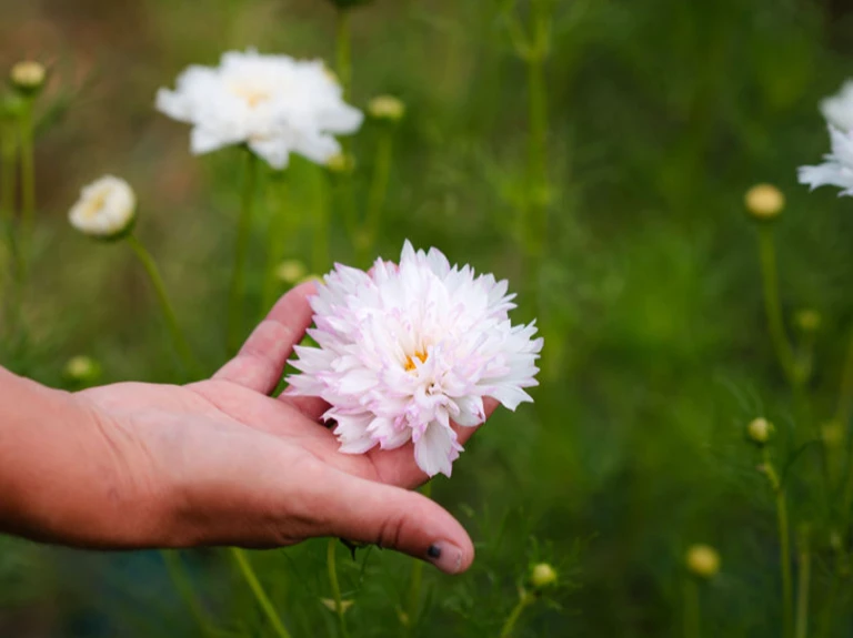 🌿 Comment ça marche - Ferme florale de la Galagère