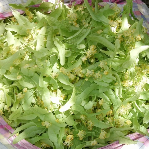 Graine d'Hirondelle