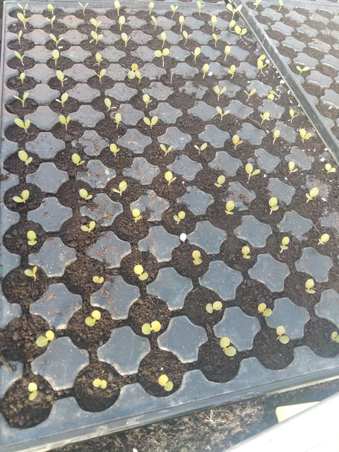 Semis de salades - Au Jardin du Bonheur