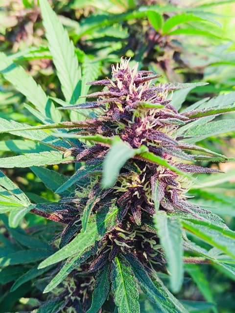 Biscanna 40