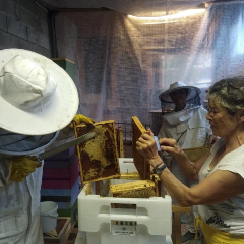 Pauline Pollen - Apicultrice