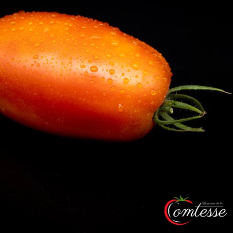 EARL LA COMTESSE