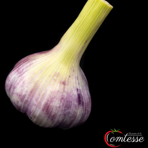 EARL LA COMTESSE