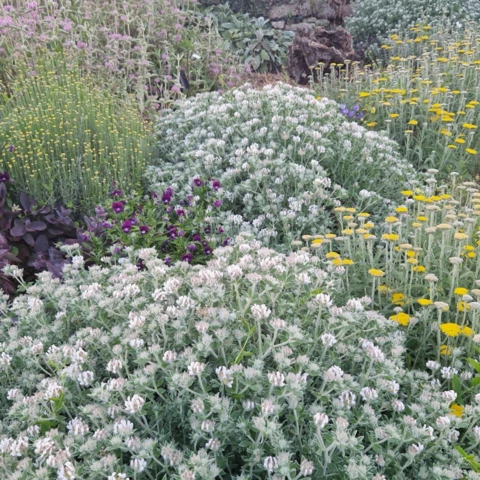 PEPINIERE DE FLEUR EN FLEUR