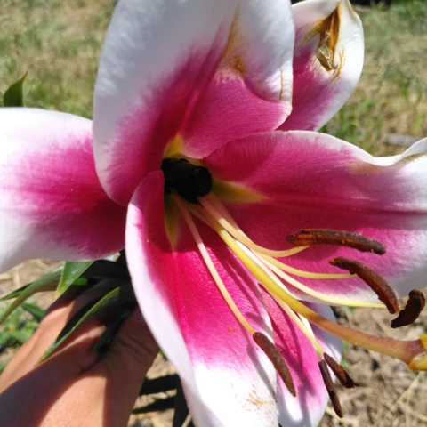 Les Jardins d'Aubenas