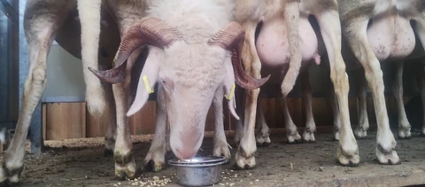 Bergerie de Kroaz Min