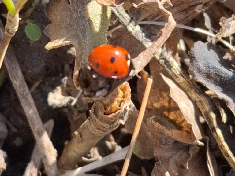 Février: "Faire en suivant!" - Les Fleurs de Saint-Sernin