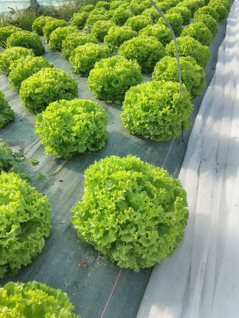 Belles batavias ! - Au Jardin du Bonheur