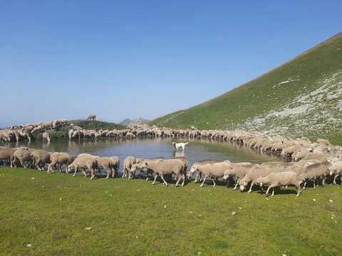 GAEC l'agneau du gardon