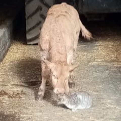 LA FERME DU COUEDIC