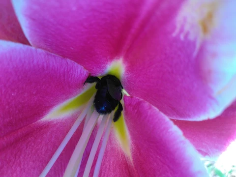 Les Jardins d'Aubenas