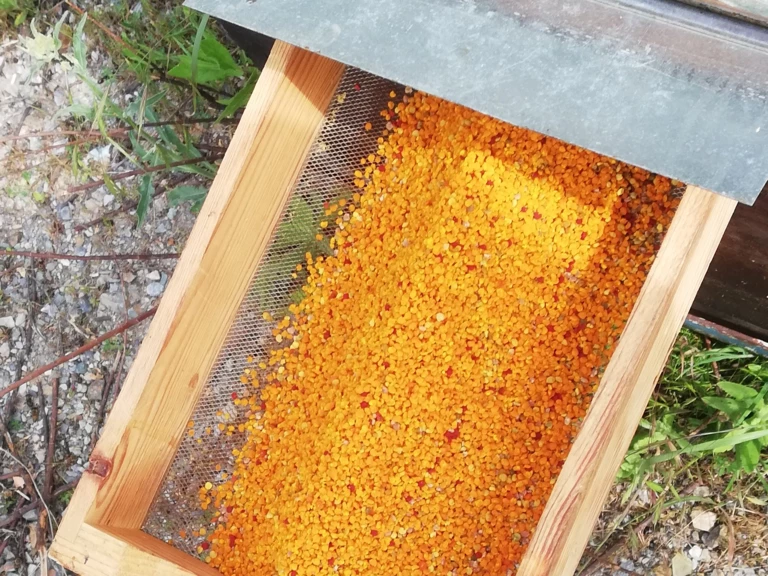 Le pollen - Le Berger des Abeilles