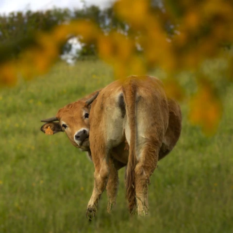 La Ferme de  Cabr'à roque
