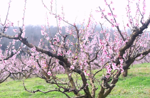 LES VERGERS DE SAUVAGNAS