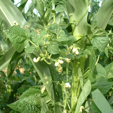 Les Délices de Nanou