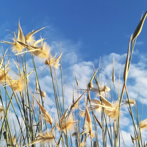 PEPINIERE DE FLEUR EN FLEUR
