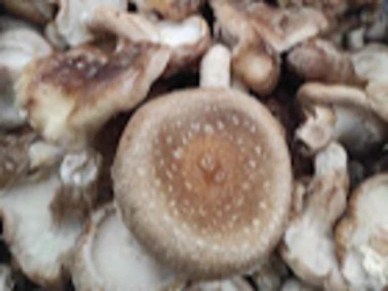 Les shiitakes frais bio - Les Joyeuses Pousses