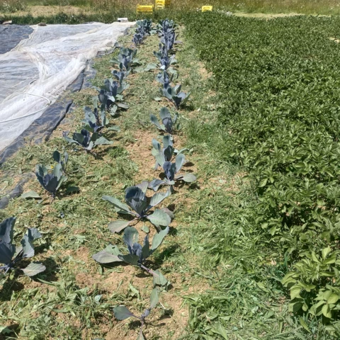 GAEC les petits bregeons