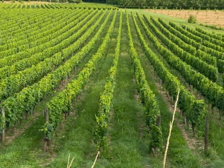 Vignoble - Grains d' Ô Vin