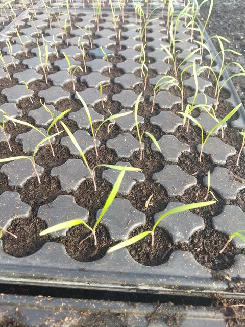 Semis de fenouil - Au Jardin du Bonheur