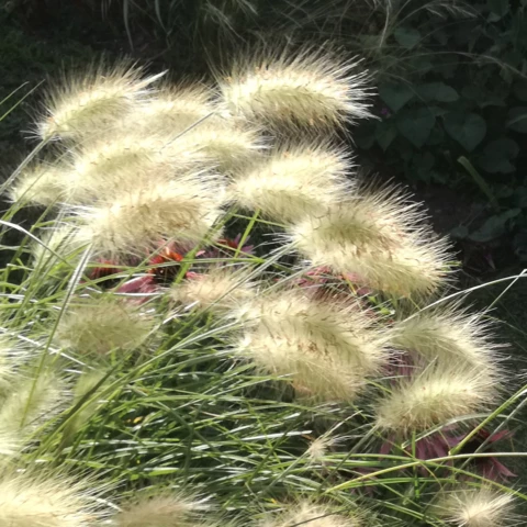 PEPINIERE DE FLEUR EN FLEUR