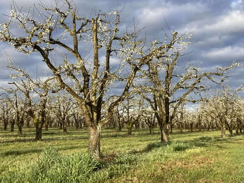 LES VERGERS DE SAUVAGNAS