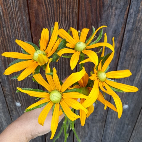 Ferme florale du Salabert