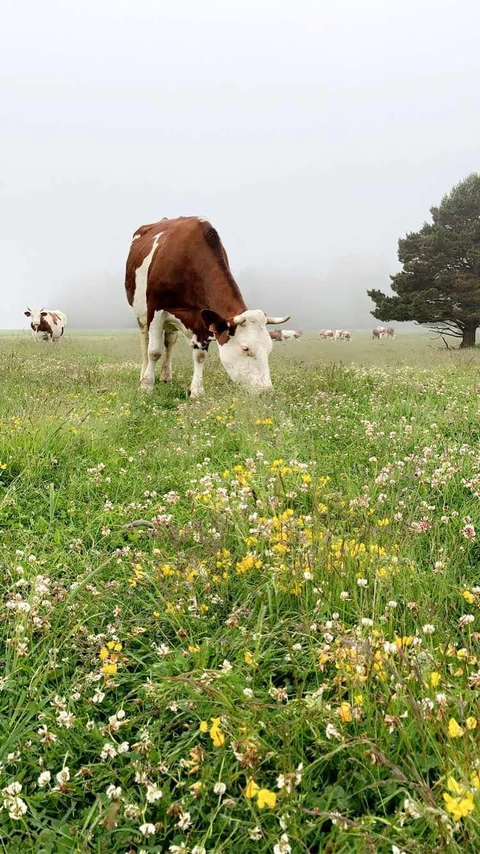 Ferme Pérarnaud