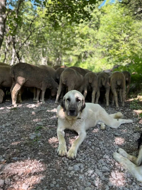 GAEC l'agneau du gardon
