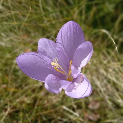 L'Harmonie des Simples